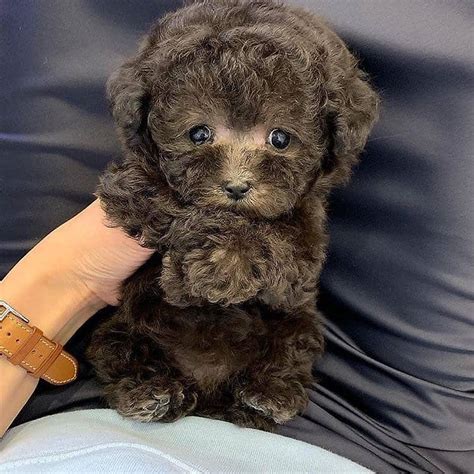 Poodle, Cute Teacup Poodle puppies for sale, Dogs, for Sale, Price