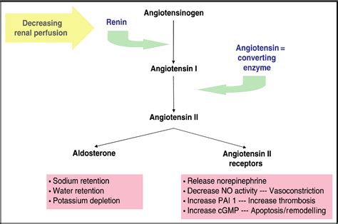 Angiotensin‐converting enzyme inhibitor–induced angioedema: A review of the literature - Brown ...