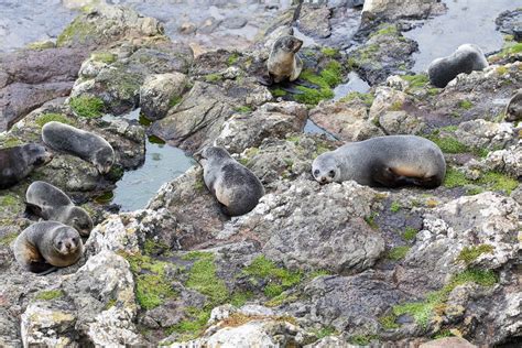 Penguins, Seals and Albatross Otago Peninsula Wildlife Safari - Kated