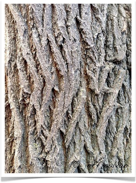 Mulberry Tree – Bark | Boulder Tree Care - Pruning & Tree Removal Services