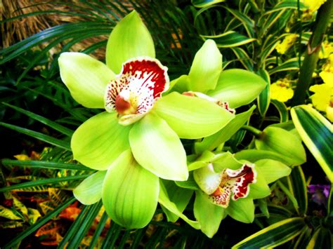 GREEN orchids are the best. | Green orchid, Orchids, Green