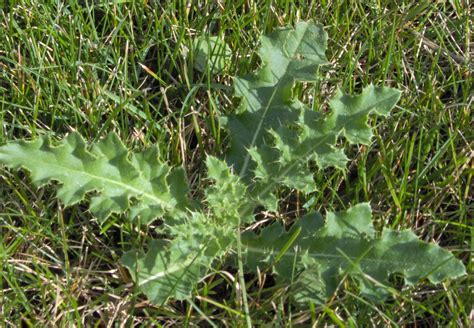 Weed of the Week – Canadian Thistle