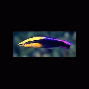 MultiColor Cleaner Wrasse - Reef Safe Wrasse Fish for Sale at AquaCorals