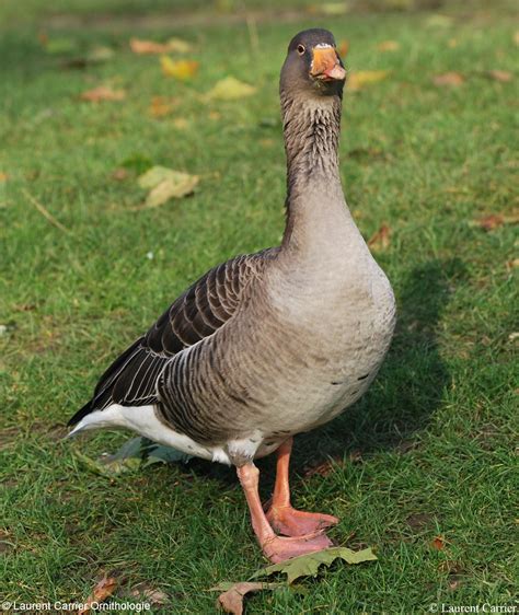 Oie cendrée (Anser anser) - Laurent Carrier Ornithologie