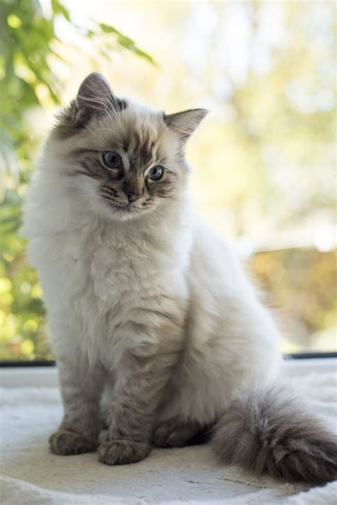 Ragdoll Tabby Mix: Appearance, Personality, Size, and Adoption - Cat ...