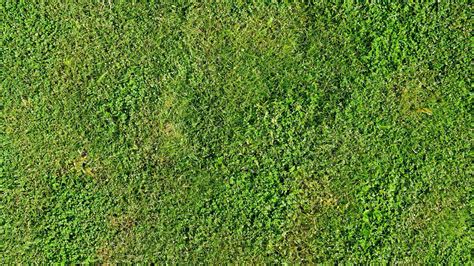 Above view of green grass. Turf ground with different types of grass combined. For background ...