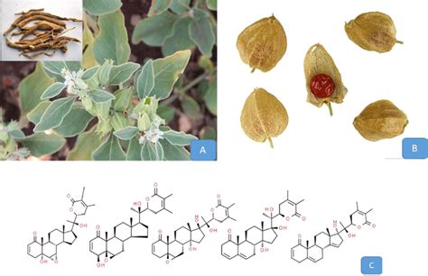 (A). Withania somnifera plant habit and roots; attribution: Piouswatson ...