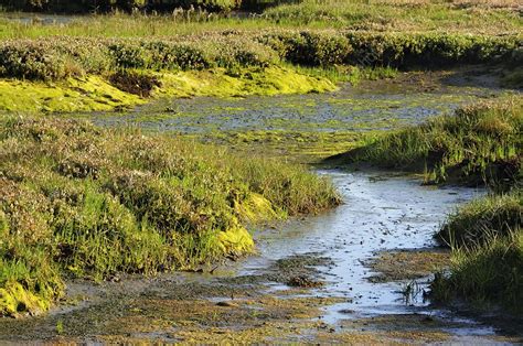 Salt marsh habitat - Stock Image - C011/3564 - Science Photo Library