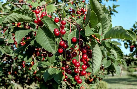 Choke Cherry Tree | ubicaciondepersonas.cdmx.gob.mx