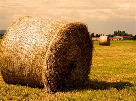 hay, Field, Farm, Sunlight, Yellow, Bright, Lights, Sunset, Grass, Horizon, Photography ...