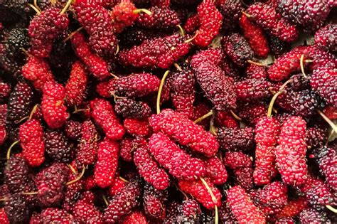 How to Grow and Care for Red Mulberry Trees