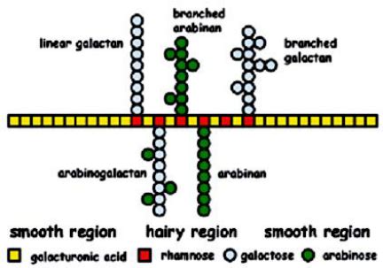 Schematic structure of pectin | Download Scientific Diagram