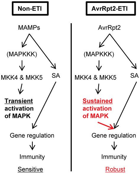 A model of signaling activated by sustained MAPK activation or SA... | Download Scientific Diagram