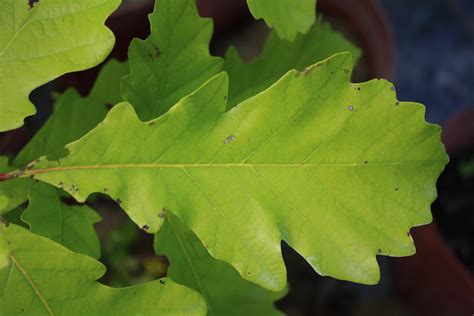 Swamp white oak - Ontario Native Plant Nursery | Container Grown | (705)466-6290