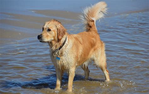 Golden Retriever Rescue: Lifesaving Efforts - GoGolden Retriever