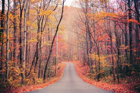 Autumn Country Road In The Forest Photograph by Moreiso - Fine Art America