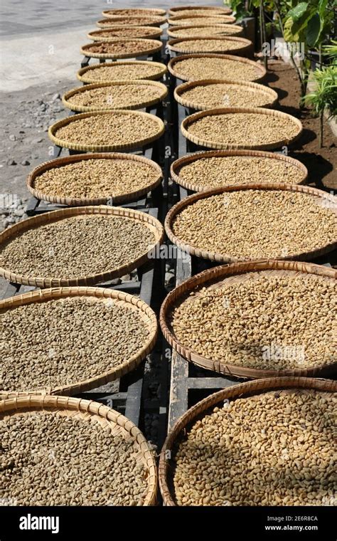 Kopi Luwak Coffee beans in various stages of the coffee making process drying in the sun in ...