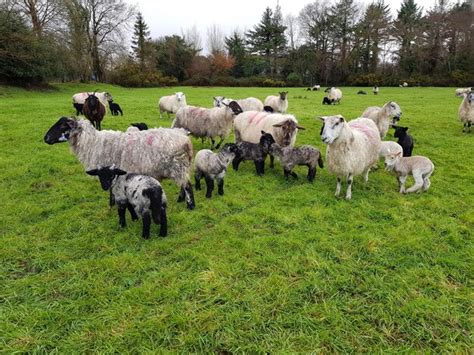 Premium Photo | Ewes and lambs in a field