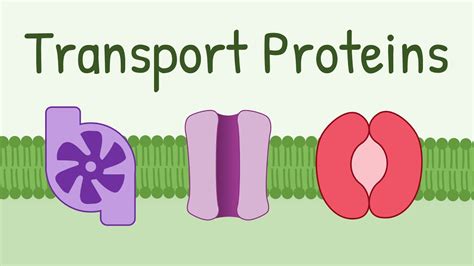 Transport Proteins: Pumps, Channels, Carriers - YouTube