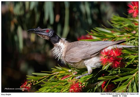 Australian Honeyeaters - Oz Outdoor Photography AustraliaOz Outdoor ...