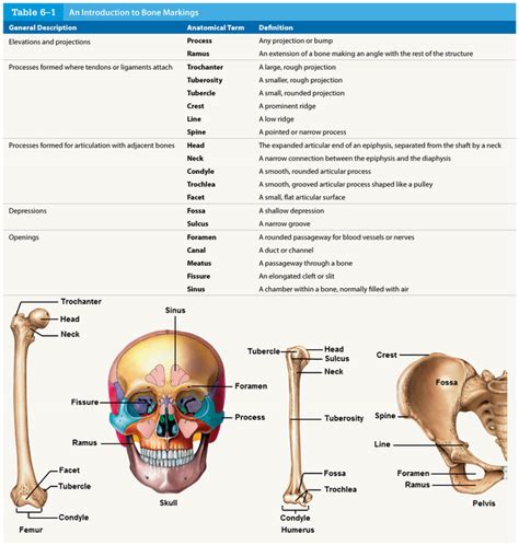 Anatomy quiz bone markings – Artofit