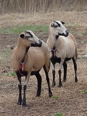 Barbados Blackbelly Sheep Breed Information, History & Facts