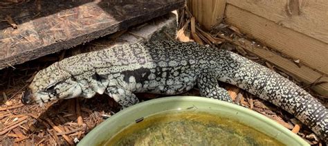 Breeding Trio Of Pure Blue Tegus Salvator Tegu by Gulfcoast Reptiles ...