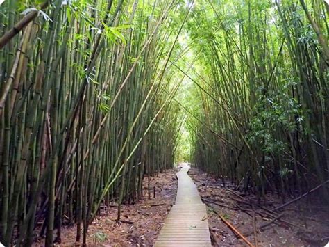 bamboo forest hike maui | fannetasticfood.com Bamboo Forest Maui, Hikes In Maui, Hawaii ...