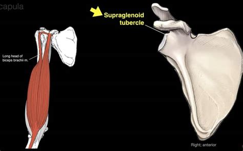 Anatomy and Function Of The Scapula – Human Anatomy – Welcome to SYS MEDTECH INTERNATIONAL ...