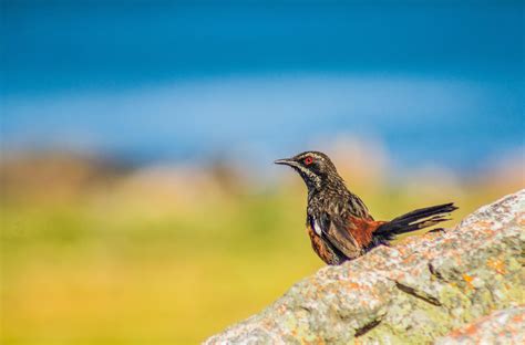 27 Stunning Birds in Cape Town | Wander Cape Town