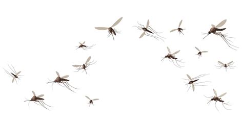 Premium Vector | Flying mosquito insects.