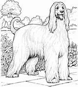 Afghan hound dog Coloring Page  Free Printable Pages sketch template