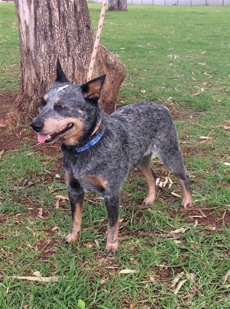 Sam - Large Female Australian Stumpy Tail Cattle Dog Mix Dog in QLD - PetRescue