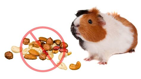 Can Guinea Pigs Eat Nuts? (Risks, Nutrition Facts & More) - Guinea Pig Tube