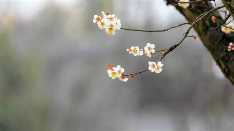 春韵 树 鲜花 春天 风景4k壁纸-壁纸高清