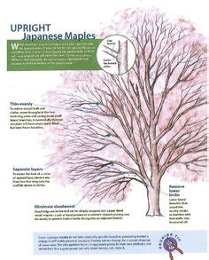 Pruning Handout Japanese Maples - I'm intimidated. I don't want to ruin ...