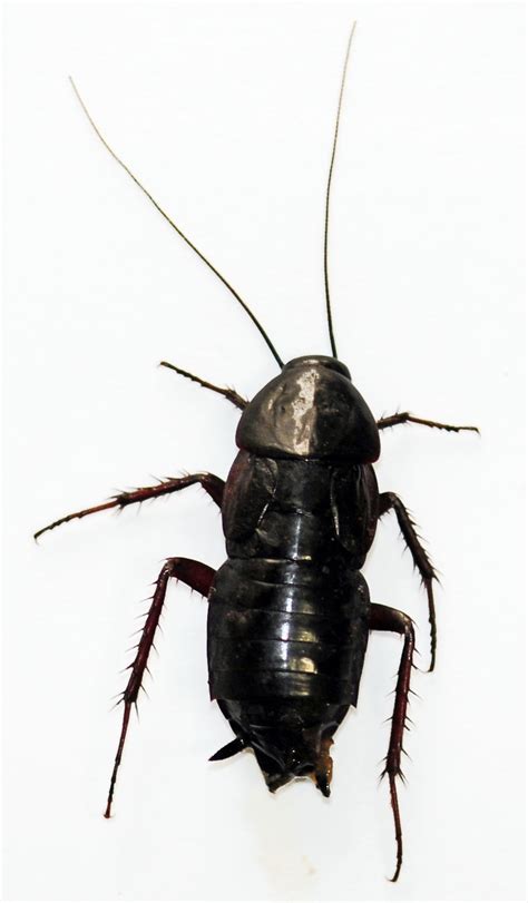 Oriental Cockroach (Blatta orientalis) - Vector Control Services