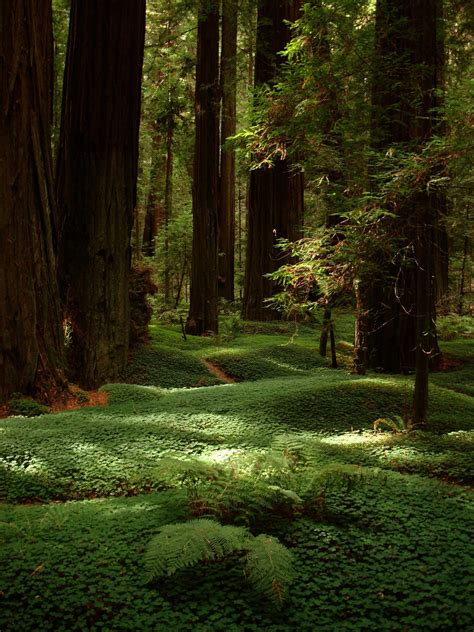 Trail in a redwood forest : MostBeautiful