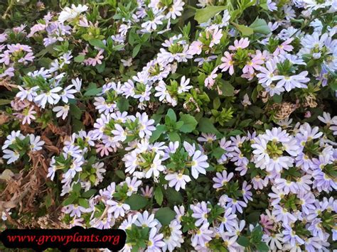 Scaevola aemula - How to grow & care