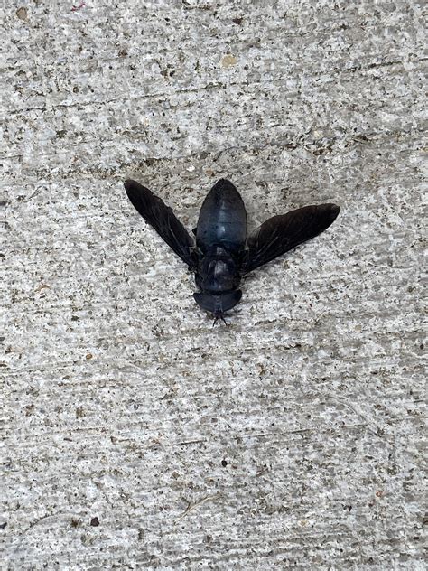 I’ve been seeing these huge flying black bugs around Lakewood, Ohio (right by Cleveland) and ...