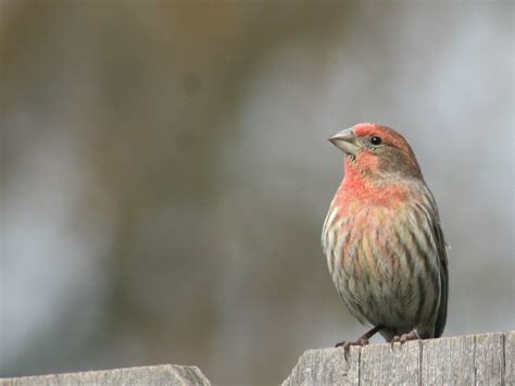 House Finch: Red House Finch