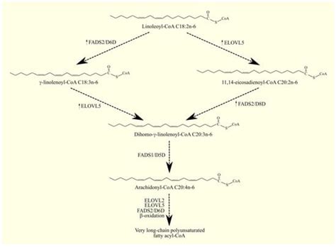 Cancers | Free Full-Text | Synthesis and Significance of Arachidonic Acid, a Substrate for ...