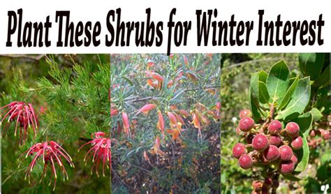 Plant These Shrubs for Winter Interest - Green Thumb Nursery