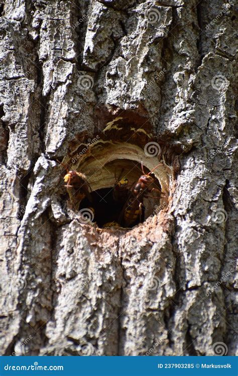 Heavy Traffic at the Murder Hornet Nest Stock Image - Image of murder ...