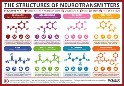 Visual : The neurotransmitters in our brain - Infographic.tv - Number one infographics & data ...