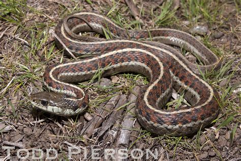 Western Terrestrial Garter Snake (Bear Valley Trail, Point Reyes ...