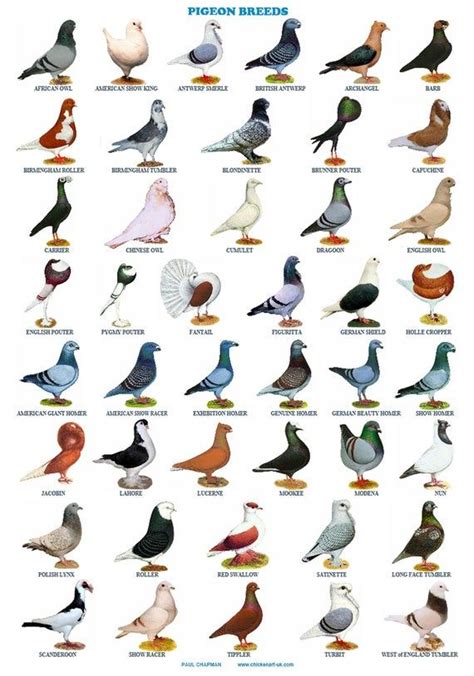 A4 Laminated Posters. Pigeons 44 Breeds Homers Tumblers | Etsy | Pigeon breeds, Bird breeds ...