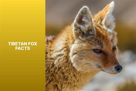 Discover Fascinating Tibetan Fox Facts: Insights into the Elusive Canid species - FoxAuthority