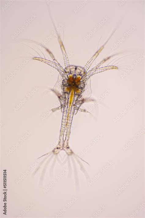 Nauplius stage of vannamei shrimp in light microscope, Shrimp larvae under a microscope, Shrimp ...