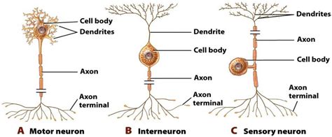 Sensory Neuron Diagram Labeled